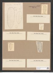 Surirella fluminensis Grun. (de-Toni-Nr.: Genus 53, Species 2301) Zeichnungen Sammlung Grunow Nr. 4752 (NHMW-BOT-W0372866)